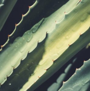 Closeup of aloe vera